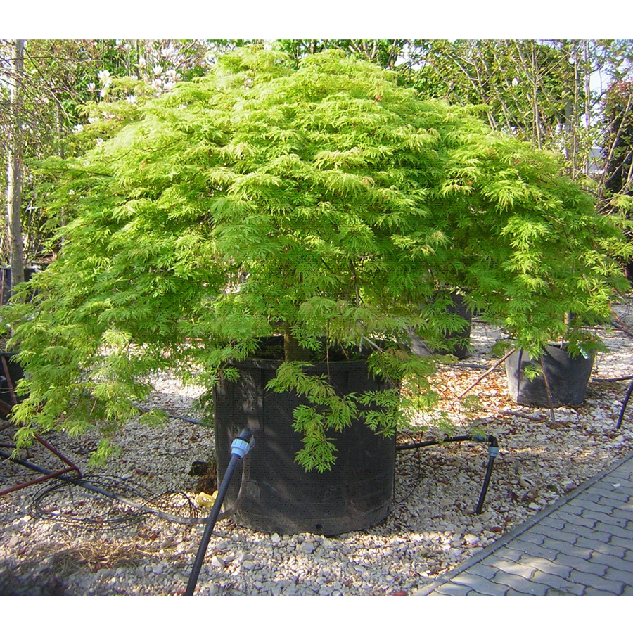 Japán juhar Acer palmatum dissectum 'Viridis'